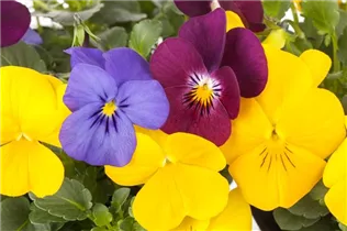  - Viola cornuta 'Trio'