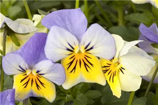  - Viola cornuta, gelb-blau