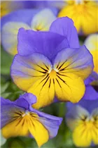 - Viola cornuta, lila-gelb  - Viola cornuta, lila-gelb