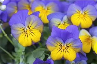  - Viola cornuta, gelb-blau