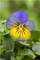  - Viola cornuta, gelb-blau