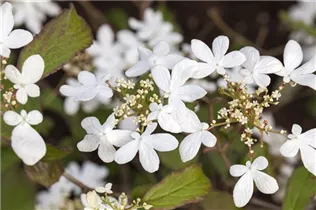 - Viburnum plicatum 'Watanabe'  - Viburnum plicatum 'Watanabe'