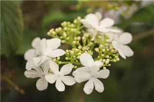 - Viburnum plicatum 'Watanabe'  - Viburnum plicatum 'Watanabe'