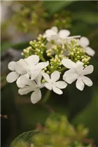 - Viburnum plicatum 'Watanabe'  - Viburnum plicatum 'Watanabe'
