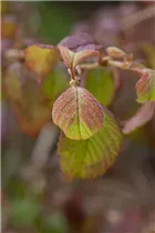 - Viburnum plicatum 'Watanabe'  - Viburnum plicatum 'Watanabe'