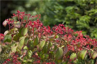- Viburnum plicatum 'Watanabe'  - Viburnum plicatum 'Watanabe'