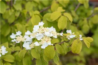 - Viburnum plicatum 'Watanabe'  - Viburnum plicatum 'Watanabe'