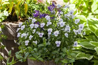  - Viola cornuta, hellblau