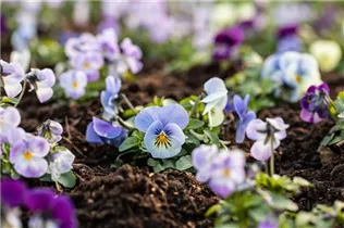  - Viola cornuta, hellblau