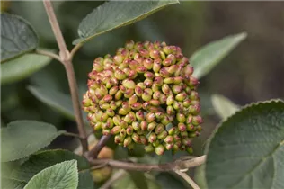  - Viburnum rhytidophyllum