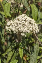  - Viburnum rhytidophyllum