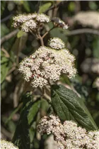  - Viburnum rhytidophyllum