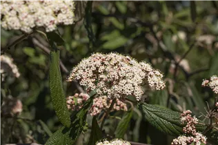  - Viburnum rhytidophyllum