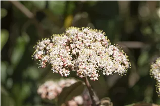  - Viburnum rhytidophyllum