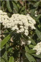  - Viburnum rhytidophyllum