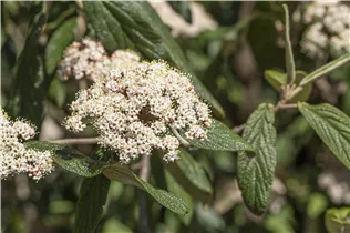  - Viburnum rhytidophyllum