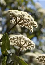  - Viburnum rhytidophyllum