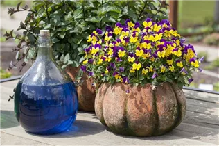 - Viola cornuta, lila-gelb  - Viola cornuta, lila-gelb