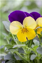- Viola cornuta, lila-gelb  - Viola cornuta, lila-gelb