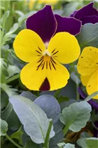 - Viola cornuta, lila-gelb  - Viola cornuta, lila-gelb