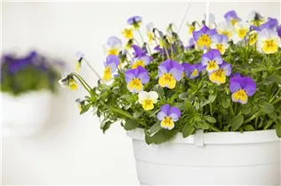 - Viola cornuta, lila-gelb  - Viola cornuta, lila-gelb