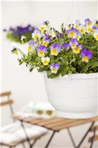 - Viola cornuta, lila-gelb  - Viola cornuta, lila-gelb