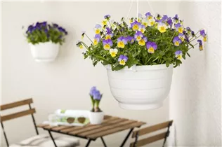 - Viola cornuta, lila-gelb  - Viola cornuta, lila-gelb