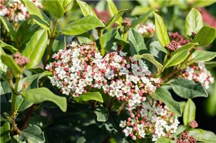  - Viburnum tinus