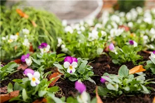  - Viola cornuta, weiß-lila