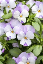  - Viola cornuta, weiß-lila