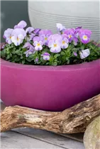  - Viola cornuta, weiß-lila