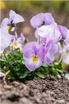  - Viola cornuta, weiß-lila