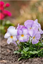  - Viola cornuta, weiß-lila