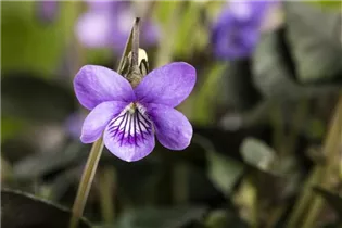 - Viola odorata