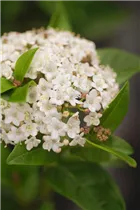 - Viburnum tinus 'Ladybird'  - Viburnum tinus 'Ladybird'