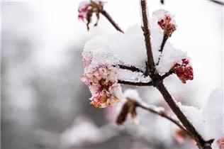  - Viburnum x bodnantense