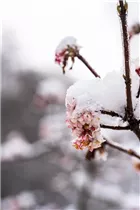  - Viburnum x bodnantense