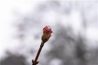  - Viburnum x bodnantense