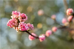 - Viburnum x bodnantense 'Charles Lamont'  - Viburnum x bodnantense 'Charles Lamont'