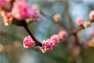 - Viburnum x bodnantense 'Charles Lamont'  - Viburnum x bodnantense 'Charles Lamont'