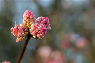 - Viburnum x bodnantense 'Charles Lamont'  - Viburnum x bodnantense 'Charles Lamont'