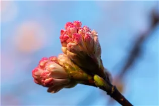 - Viburnum x bodnantense 'Charles Lamont'  - Viburnum x bodnantense 'Charles Lamont'