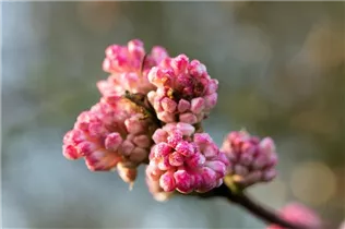 - Viburnum x bodnantense 'Charles Lamont'  - Viburnum x bodnantense 'Charles Lamont'