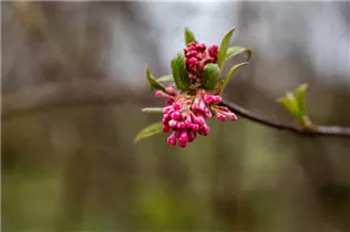  - Viburnum x bodnantense 'Dawn'