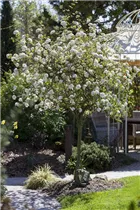  - Viburnum x burkwoodii