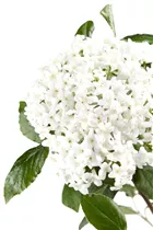  - Viburnum x burkwoodii