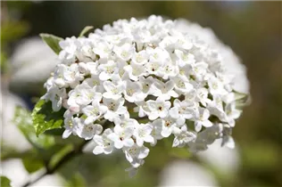  - Viburnum x burkwoodii