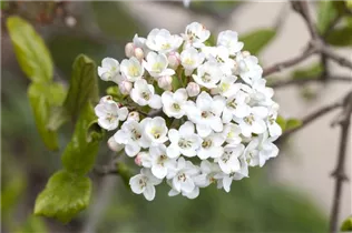  - Viburnum x burkwoodii