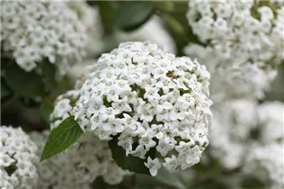  - Viburnum x burkwoodii