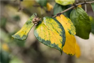  - Viburnum x burkwoodii